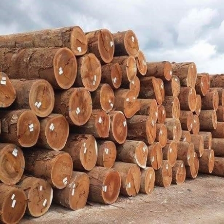 TEAK WOOD logs